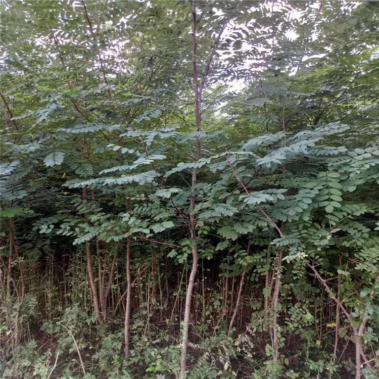 刺槐小苗 刺槐小苗价格 联众苗圃刺槐小苗