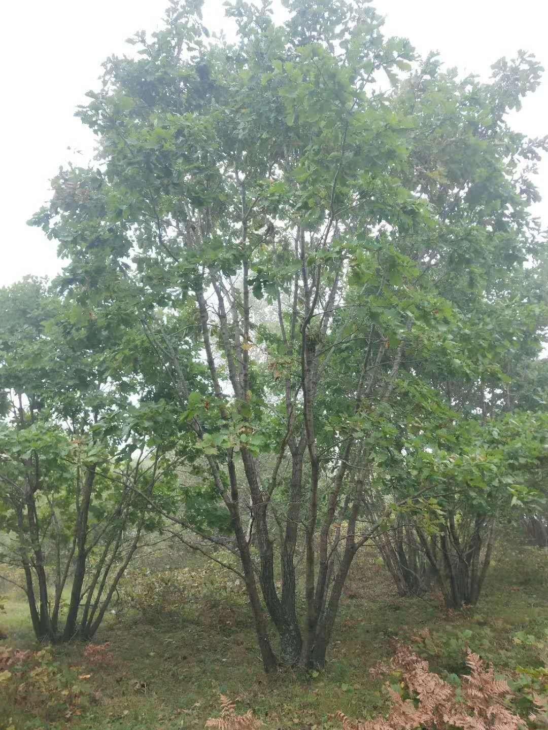 山东丛生蒙古栎  联众苗圃基地直销蒙古栎