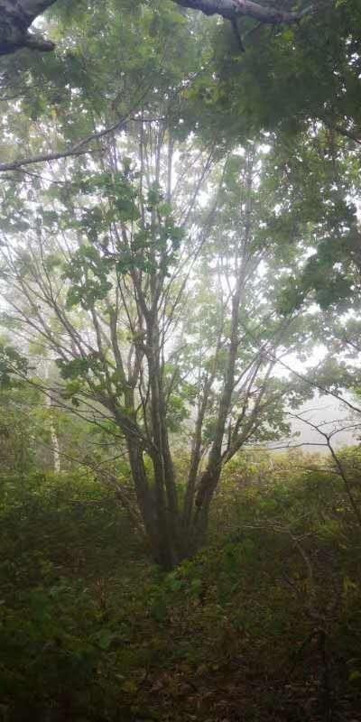 天津丛生蒙古栎  联众苗圃市场报价单株蒙古栎苗