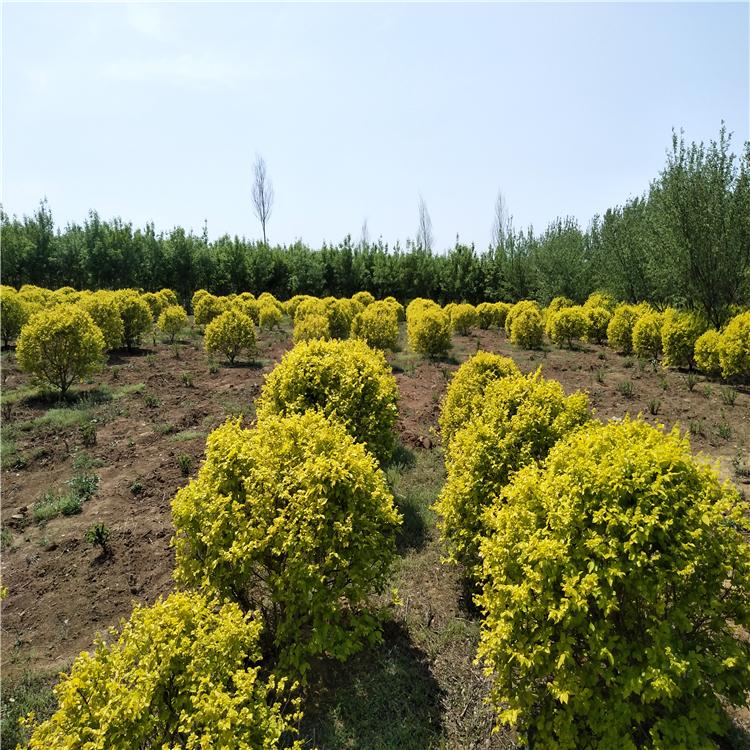 本公司长期供应 绿化苗木金叶榆 金叶榆球 金叶榆树苗 彩叶树木 耐寒耐旱品种