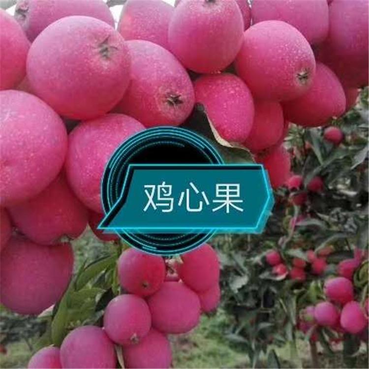 寒富苹果树苗 供求信息 红顺苗木 矮化苹果树苗 苗木集散地