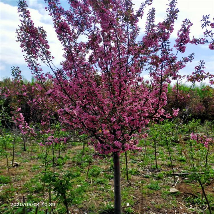 王族海棠 王族海棠批发 王族价格 基地直销王族海棠