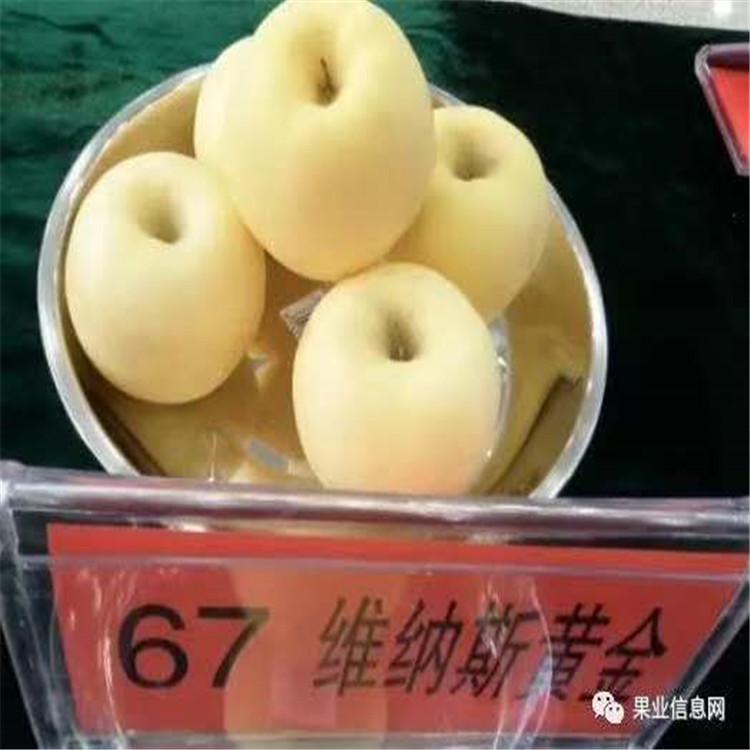 维纳斯黄金苹果树苗 苹果树苗