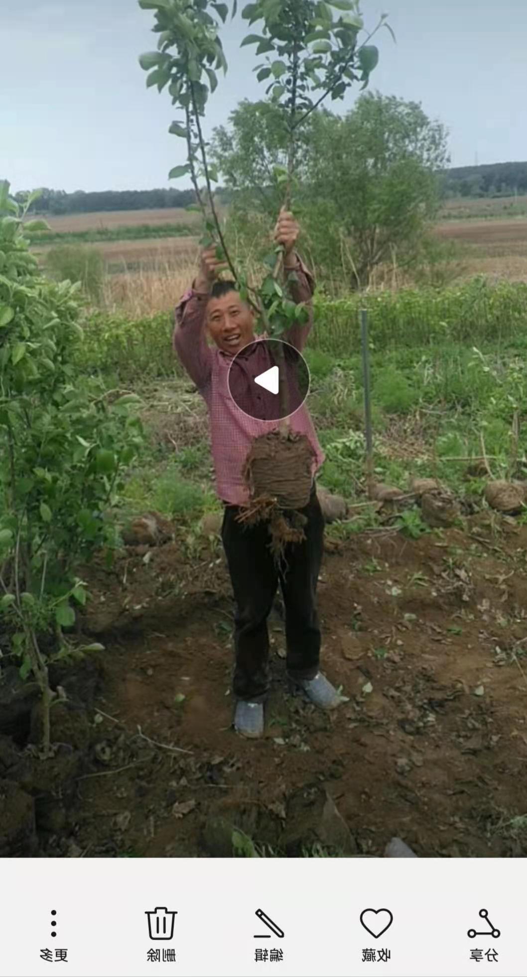 美植带果树苗营养杯矮化果树苗营养杯鸡心果苗二至三公分果树三到五公分鸡心果树