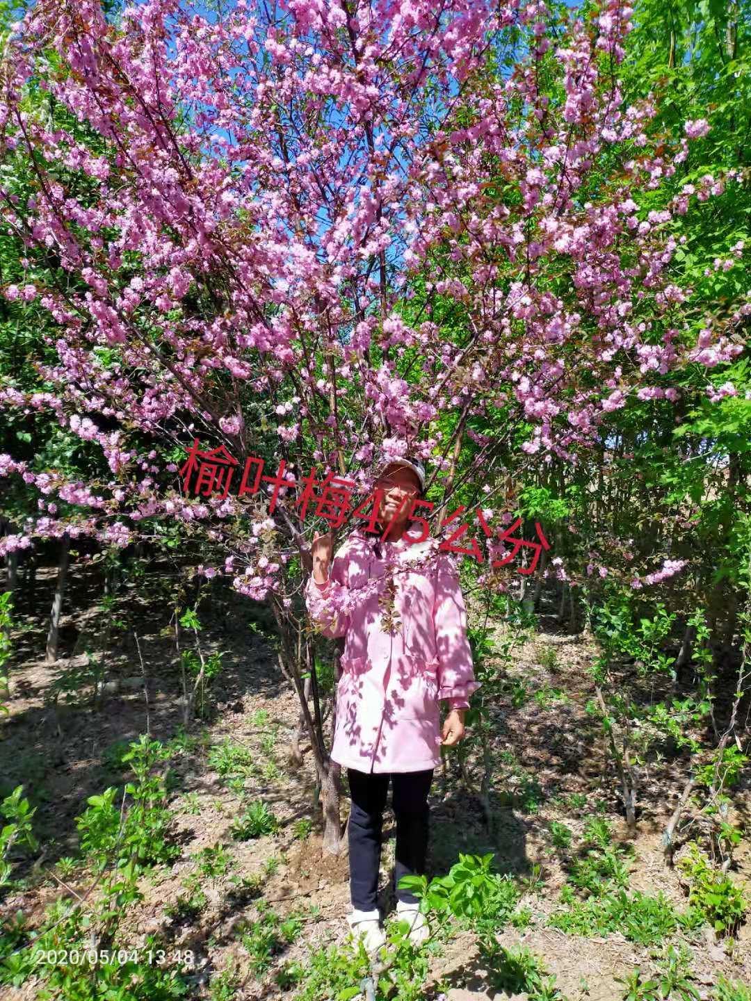  供求信息 红顺苗木 占地海棠  占苗木地海棠 苗木集散地