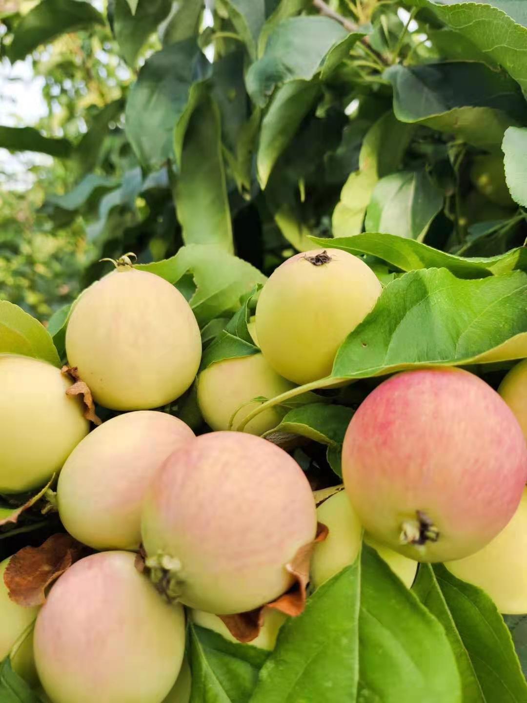 沈阳沙果树苗木批发 供求信息 红顺苗木沙果树苗木价格