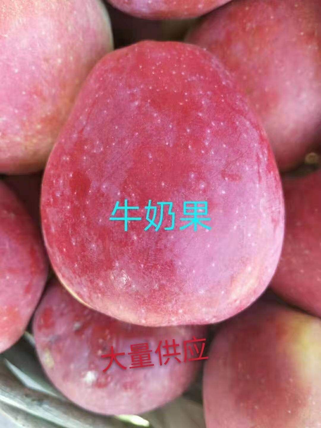 价格  牛奶果树牛奶果树价格 沈阳牛奶果树  牛奶果树批发  牛奶果树苗  牛奶果树价格