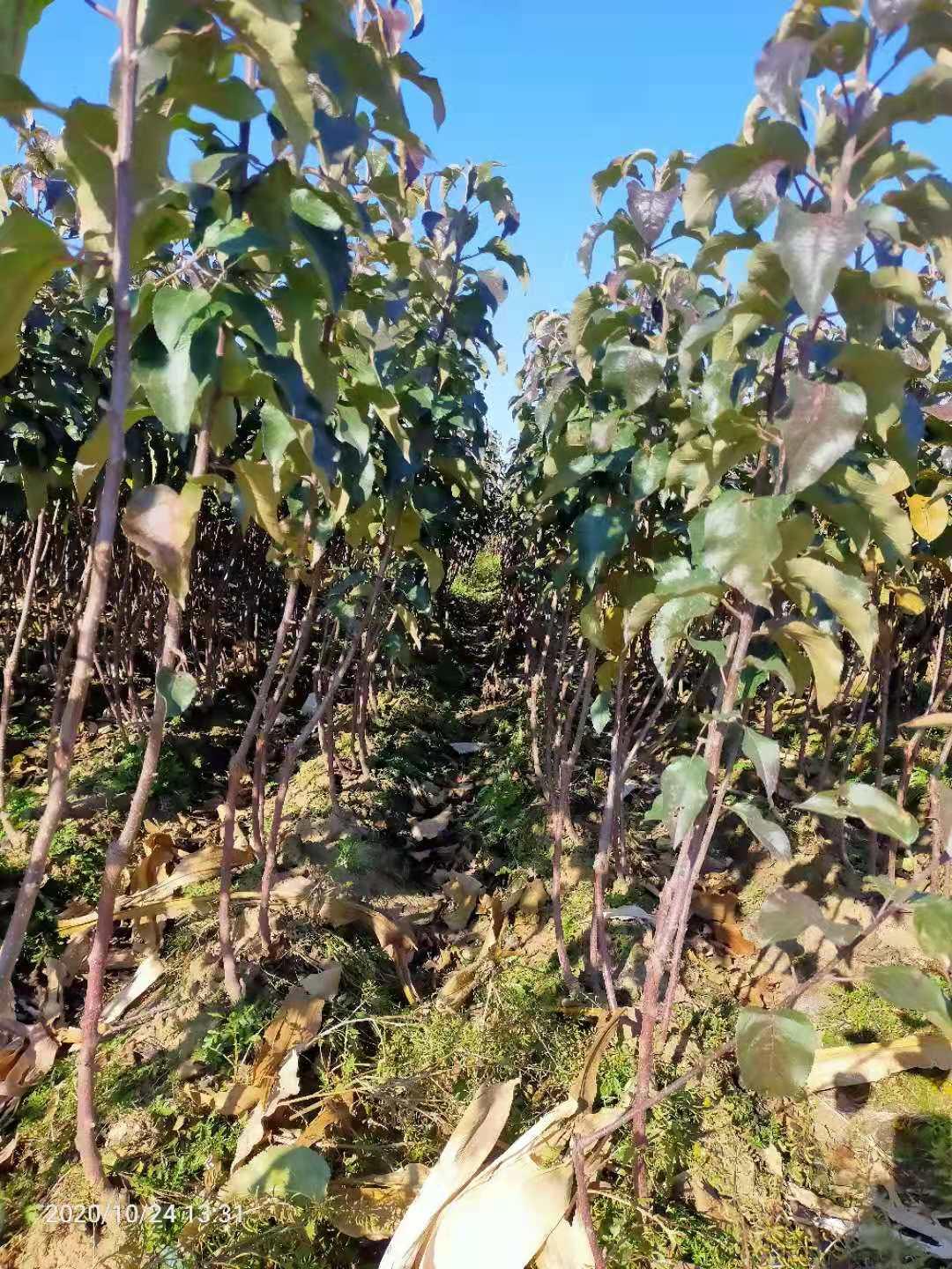 寒富苹果苗 沈阳两寒富苹果苗 沈阳两寒富苹果苗批发 杯鸡心果苗