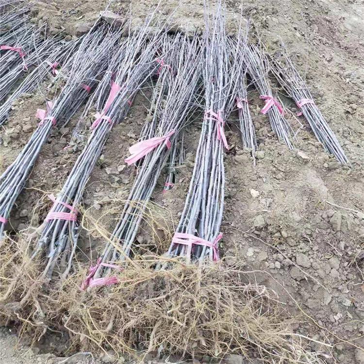 沈阳龙丰树苗 红顺苗木基地 龙丰树苗批发销售