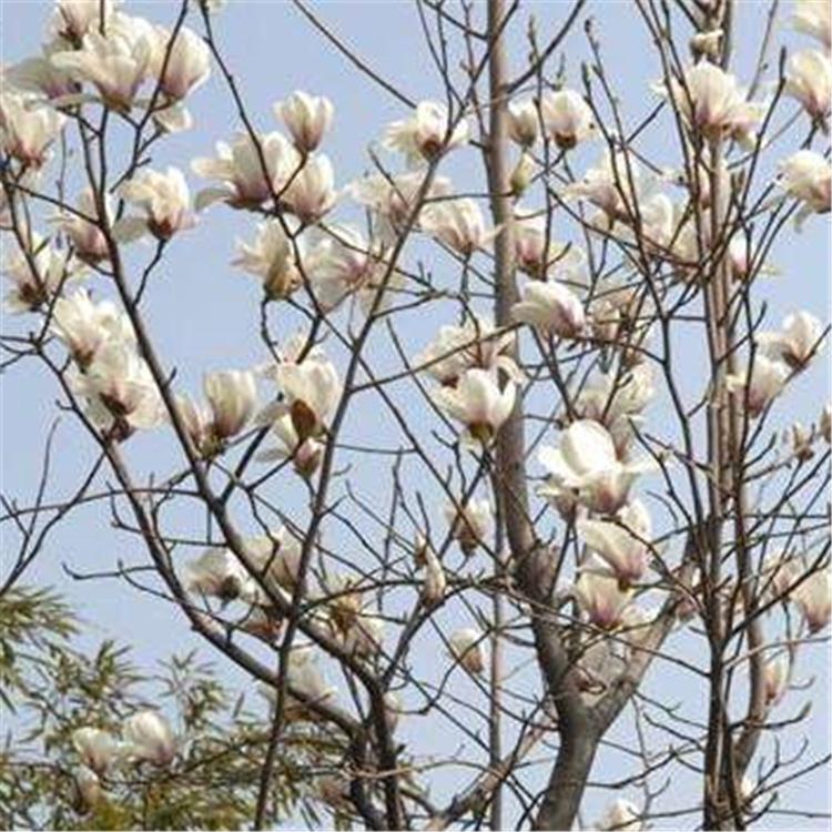 玉兰3-15公分 红顺苗木玉兰树大量批发销售 广玉兰3-12公分