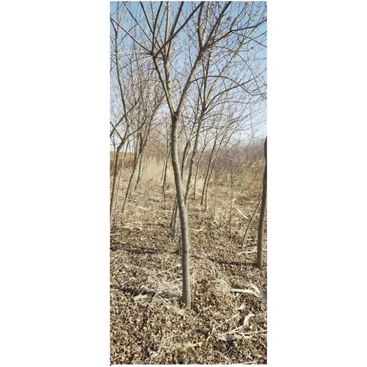 五角枫 红顺苗木五角枫生产基地 五角枫3-7公分 成活率高