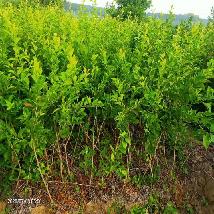香蕉李子树苗 2-4公分李子树 李子树2-3公分