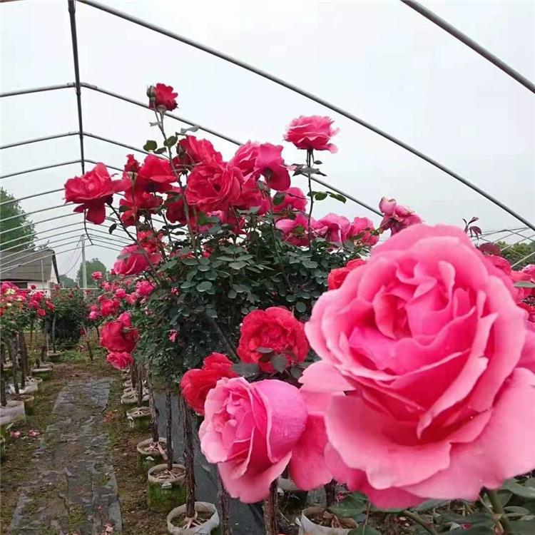 月季树 红顺苗木月季树大量批发销售 月季树基地直销
