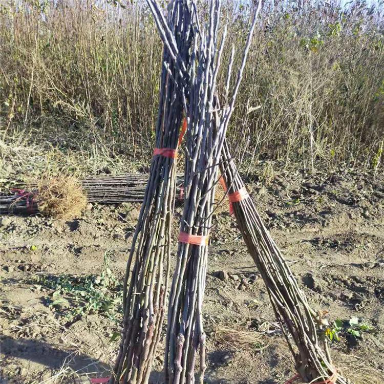 澳洲红苹果树苗 红顺苗木 矮化澳洲红苹果树苗 二刀澳洲红苹果树苗