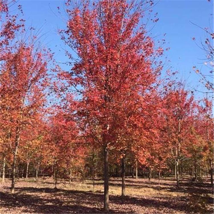 美国红枫4-15公分 红顺苗木美国红枫种植销售基地 成活率高