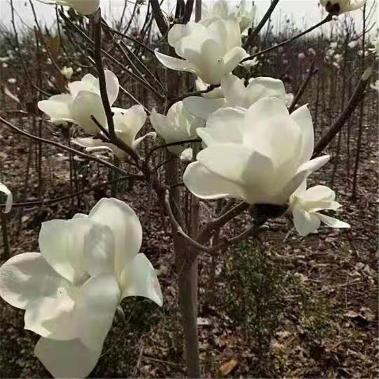 白玉兰/紫玉兰 2/12公分 红顺苗木基地直销 大量批发
