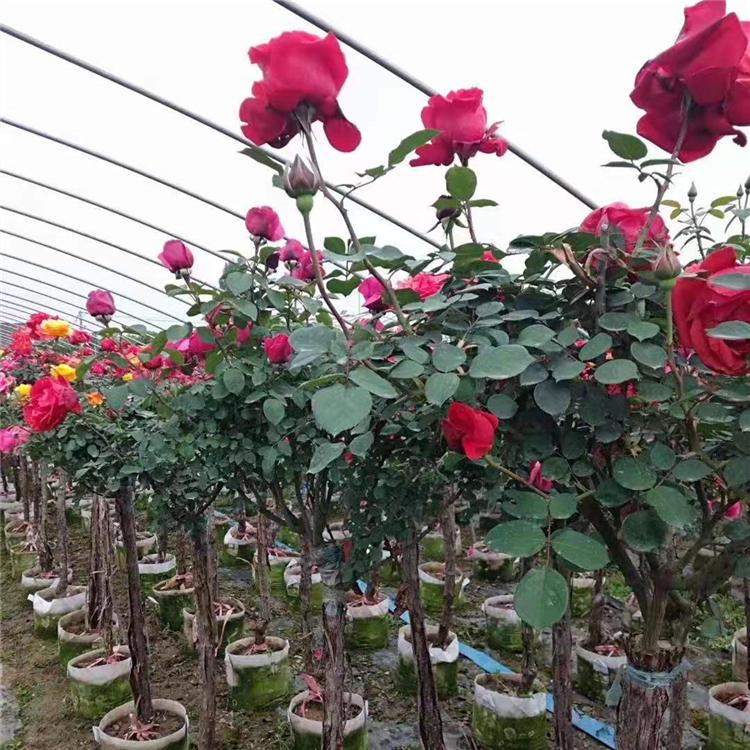 月季2/4公分 红顺苗木月季种植销售基地
