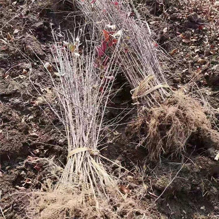 山丁子苗 红顺苗木大量供应山丁苗 现货批发 成活率高