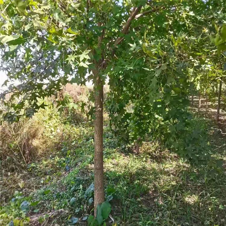 五角枫 512公分五角枫 基地直销五角枫树苗