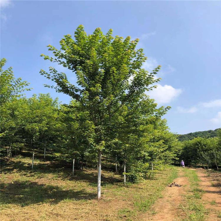 耐寒美国红枫 5-12公分美国红枫供应  沈阳秋火焰  红枫种植基地 枫雅苗木