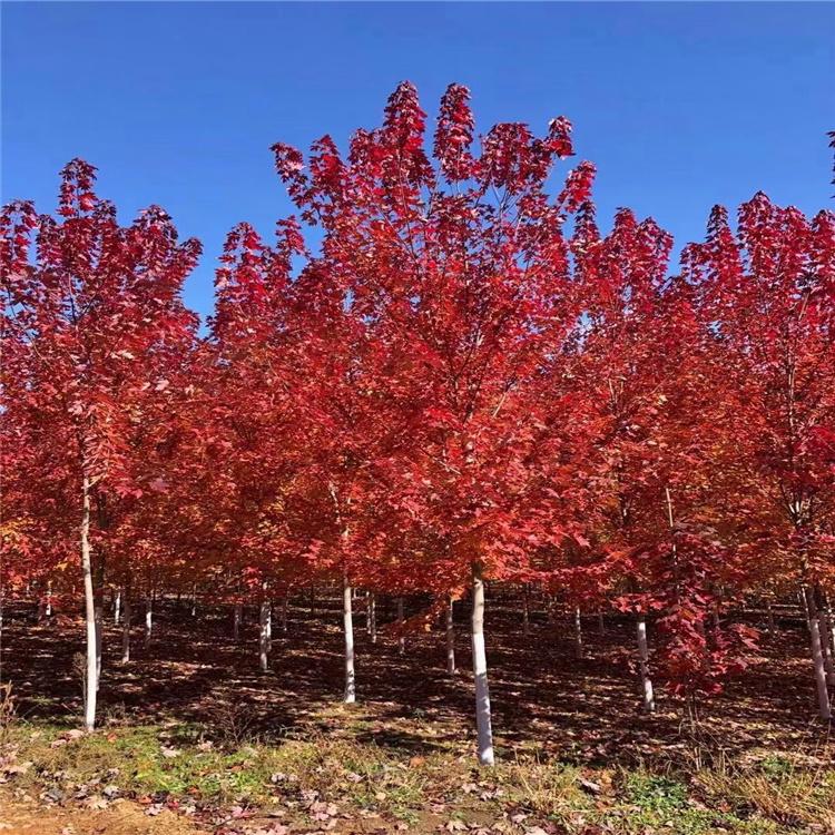 红枫乔木  专注繁育美国红枫秋火焰 沈阳市枫雅苗木基地