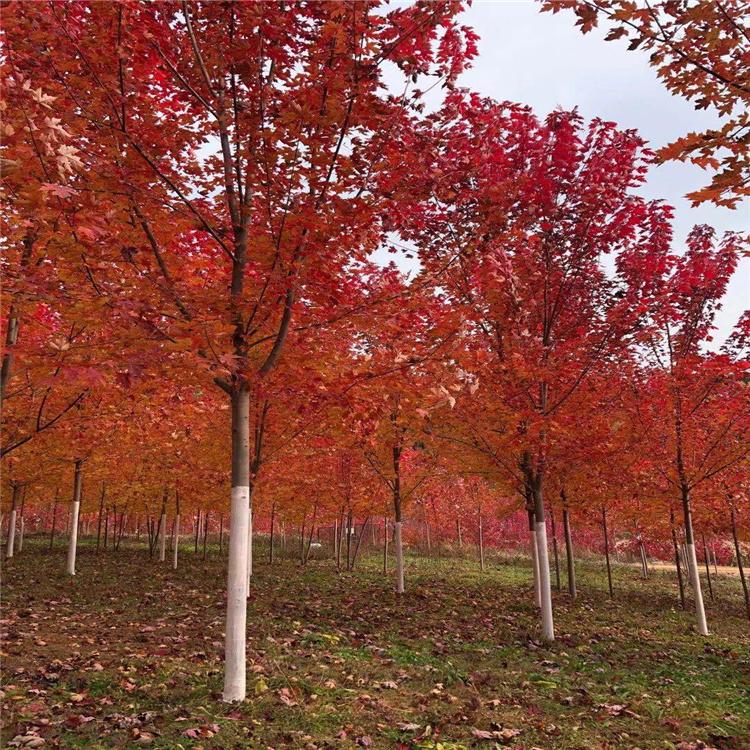 美国红枫 秋火焰美国红枫 沈阳枫雅苗木  专注红枫培育  
