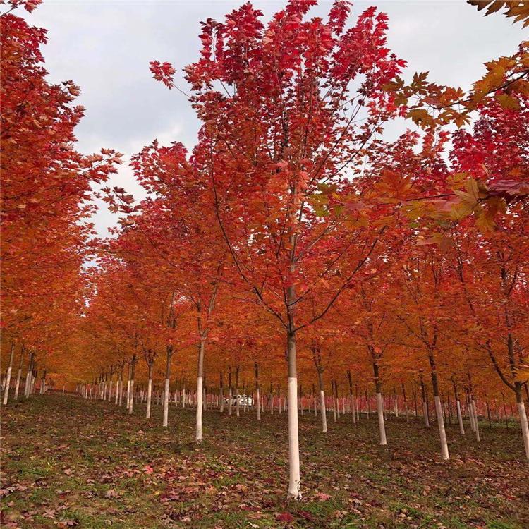 美国红枫 沈阳红枫种植基地 秋火焰供应 枫雅苗木