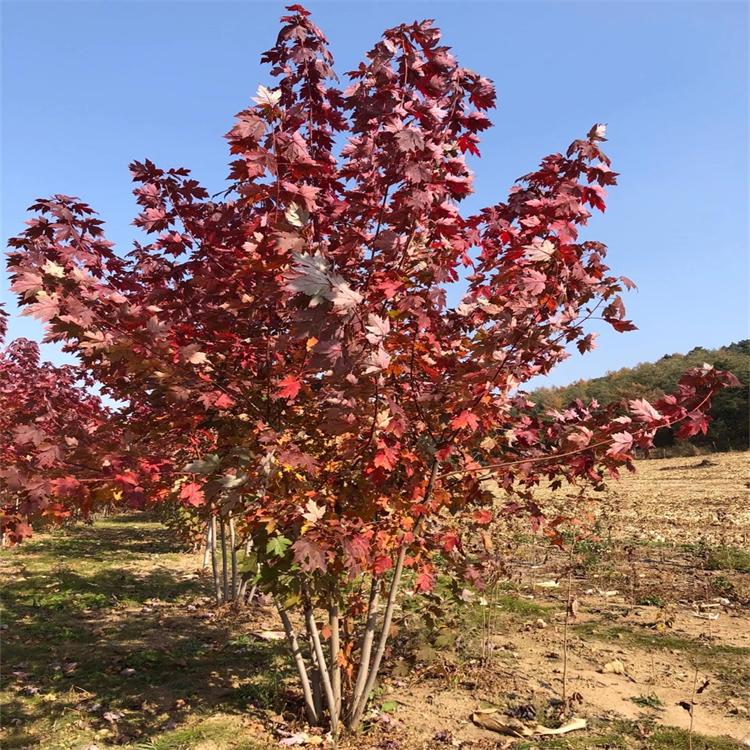 丛生美国红枫 沈阳枫雅苗木  秋火焰美国红枫  专注红枫培育  