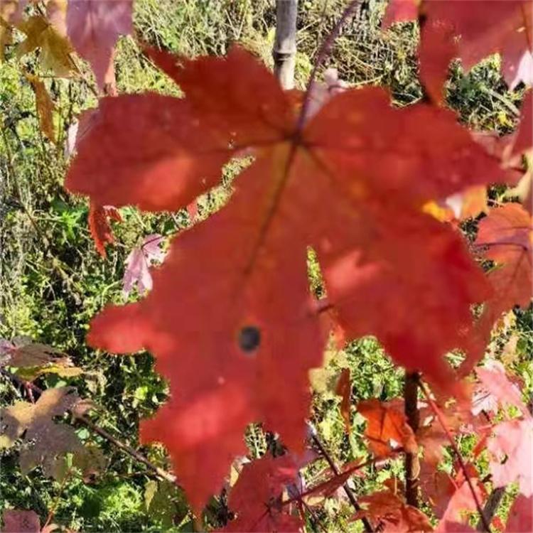 供应美国红枫 各种规格美国红枫 美国红枫品种 沈阳红枫基地