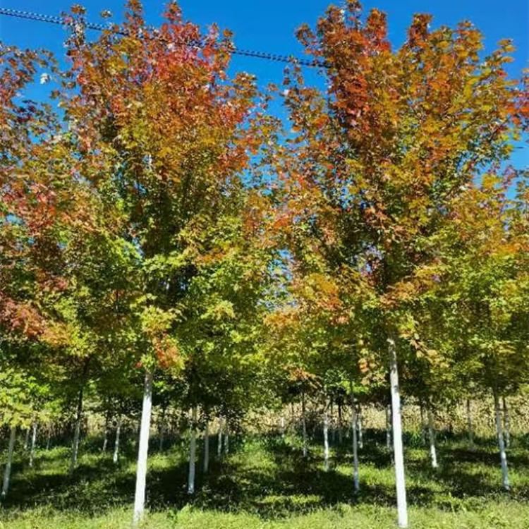 秋火焰基地 沈阳美国红枫种植基地 变色中红枫供应