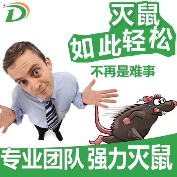 老鼠怎么灭 专业灭鼠团队 本科学历 科学有效灭鼠 深耕行业十三年