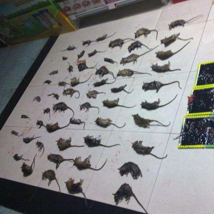 灭鼠公司 专业灭鼠公司多少钱 专业服务良心价格 捕鼠专家