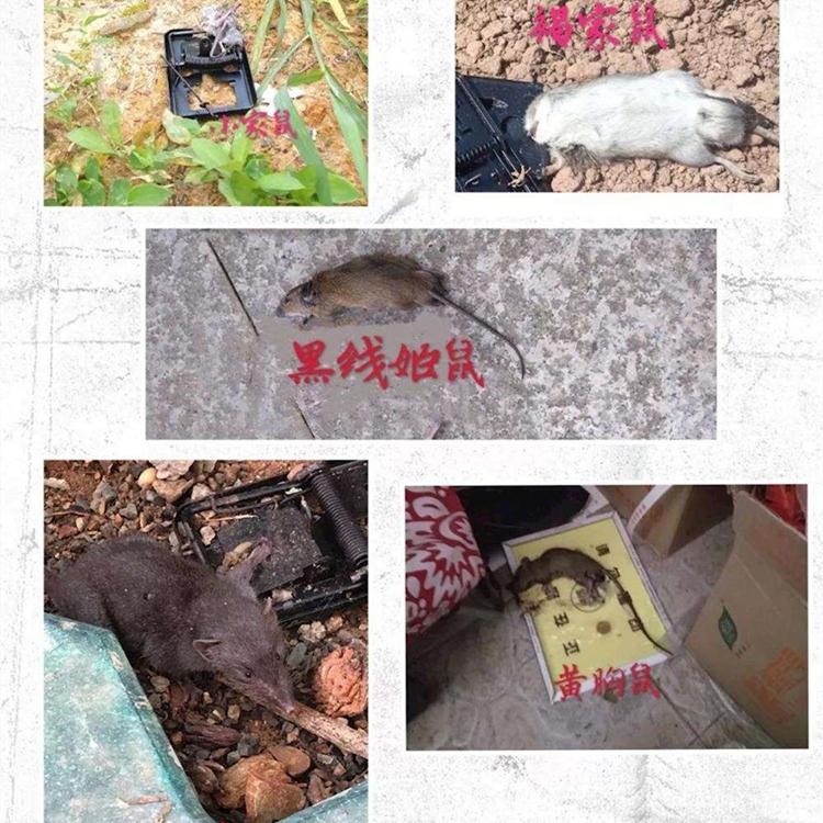 捕鼠好方法 灭鼠药 灭鼠器 电子灭鼠器 专业灭鼠
