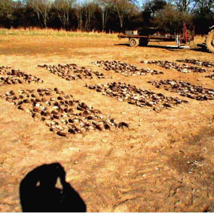 找灭鼠公司 灭老鼠公司 除老鼠公司 专业灭鼠公司 抓老鼠公司 认准日日欣消杀服务