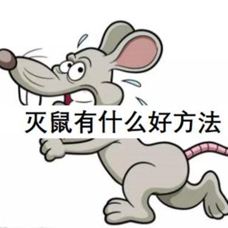 灭鼠最佳方法 灭鼠公司帮您解决 专业团队 一流配套设备 捕鼠 有效解决 