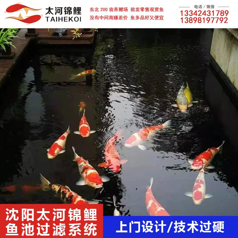 景观鱼池设计 沈阳太河锦鲤场 专业高效 欢迎咨询