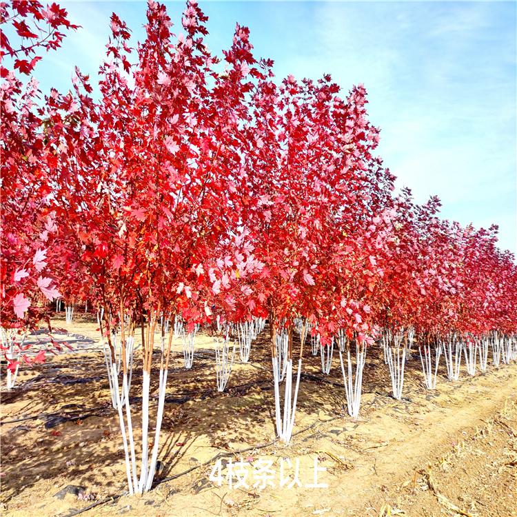 丛生美国红枫秋火焰 独根平茬 树龄6年 主干高2米 鑫昌盛苗圃供应