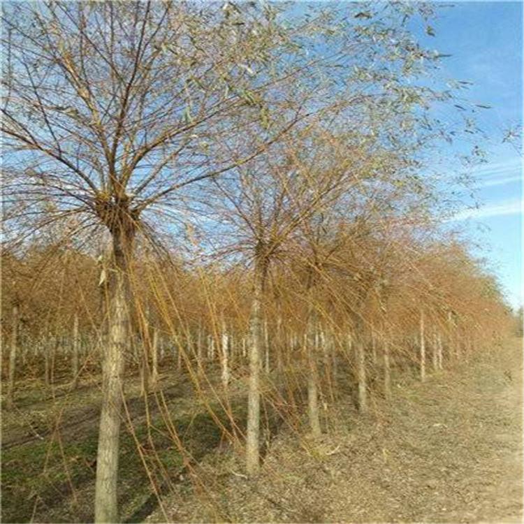 8-18公分金丝垂柳 各种园林工程绿化苗木 公园庭荫树 鑫昌盛苗圃供应