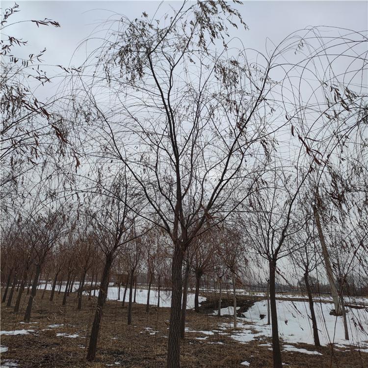 无絮垂柳树 绿化苗木 观叶景观 基地培育 鑫昌盛苗圃供应