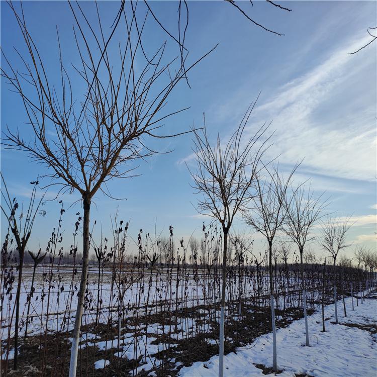 金枝国槐树形优美 观赏价值高 根系发达 鑫昌盛苗圃供应