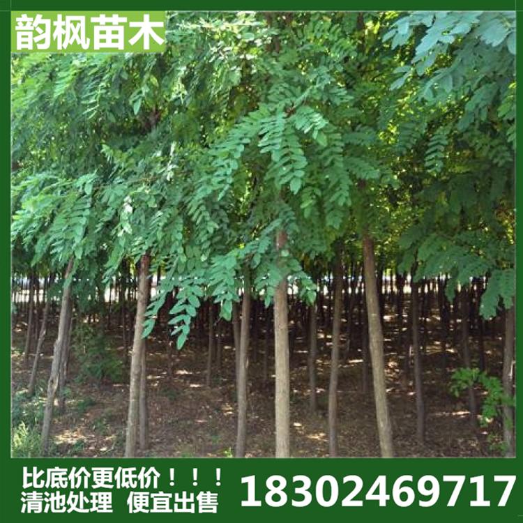 韵枫苗木 沈阳刺槐 沈阳刺槐苗 刺槐苗批发 刺槐小苗 绿化刺槐苗