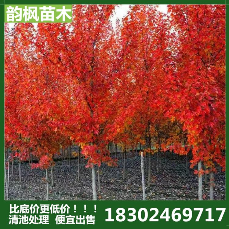 沈阳绿化树苗 韵枫苗木专业销售各类绿化苗，景观树，绿化工程 清池处理 低价处理