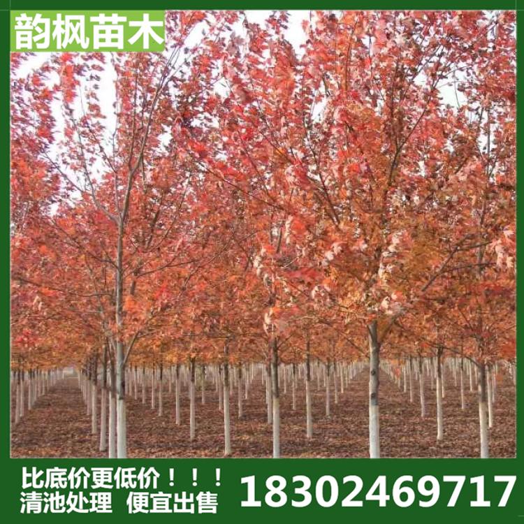 沈阳美国红枫 6公分美国红枫树 韵枫苗木：自有苗圃 清池处理 批发价优