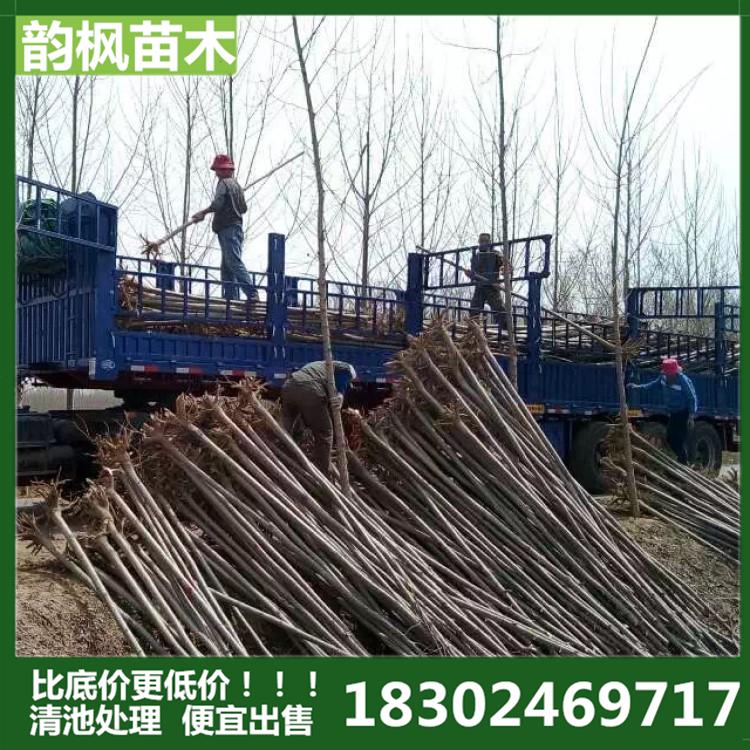 绿化树苗 韵枫苗木专业销售各类绿化苗，景观树，承接绿化工程 清池处理 低价处理 自有苗圃