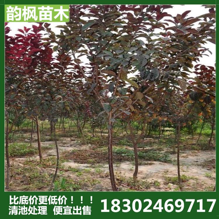 6公分紫叶稠李 紫叶稠李苗批发 韵枫苗木自有苗圃，拒绝中间商赚差价