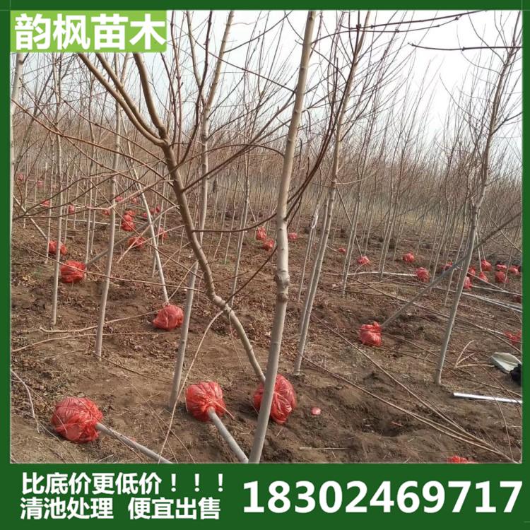 美国红枫 4公分美国红枫树 韵枫苗木自有苗圃，价格比底价更低！