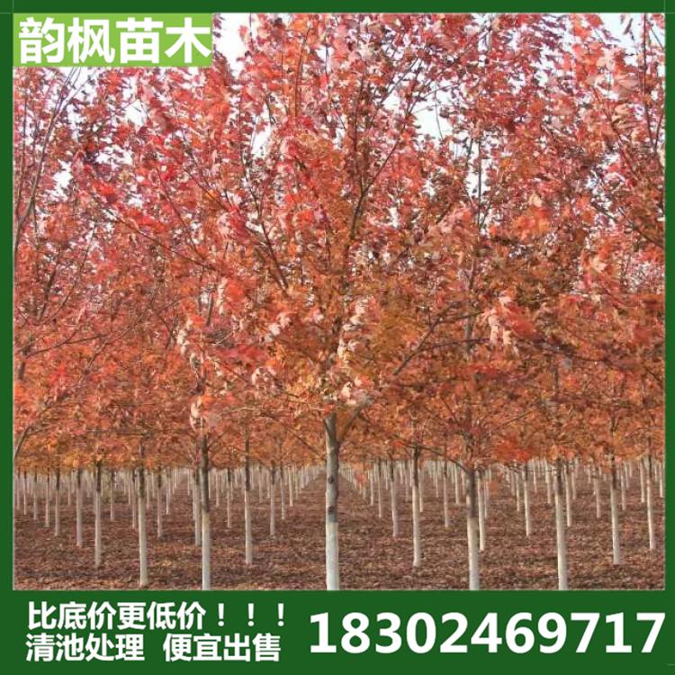 美国红枫 8cm美国红枫树 韵枫苗木自有苗圃，价格比底价更低！