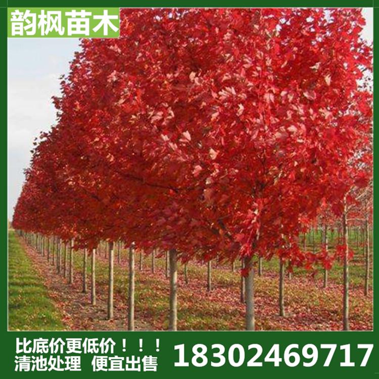 沈阳美国红枫 10公分美国红枫树 韵枫苗木：自有苗圃 清池处理 批发价优