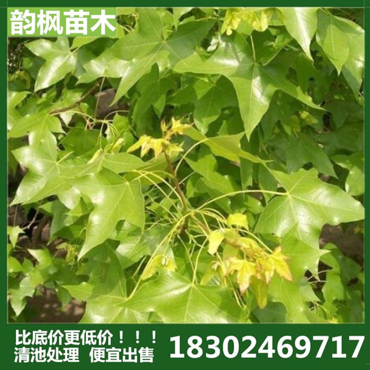 4公分元宝枫 韵枫苗圃清池处理，专业销售各类绿化树，绿化买树就着韵枫！