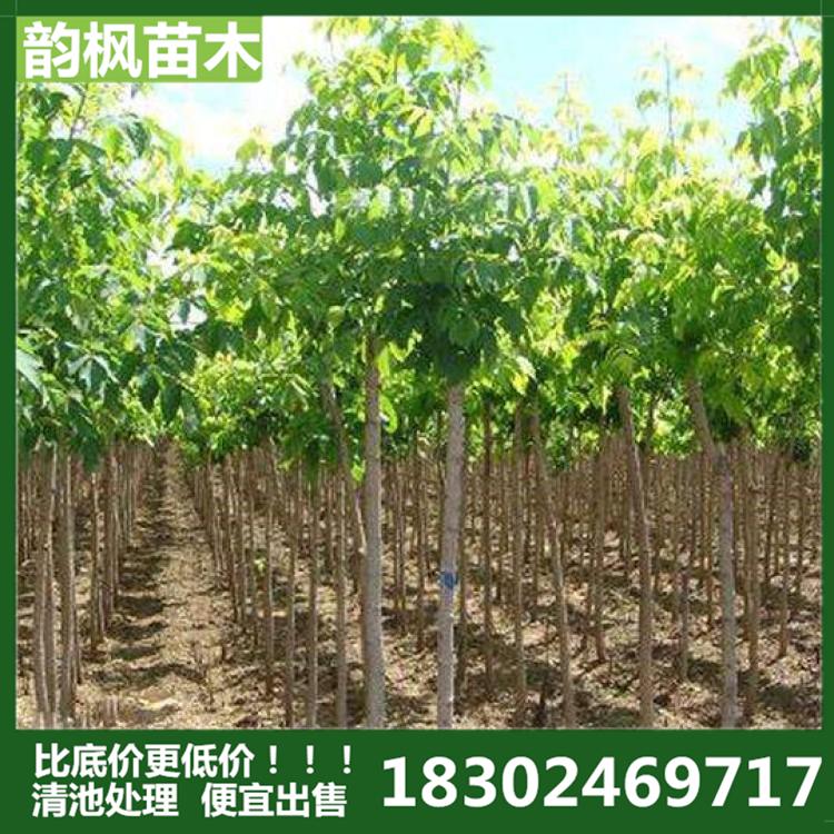 3公分糖槭 韵枫苗圃专业销售各类绿化苗，优惠价格欢迎致电确认